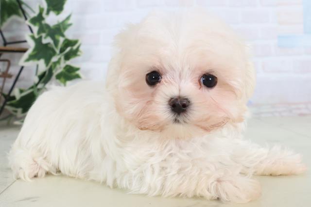 福岡県のマルチーズ (Coo&RIKU黒崎店/2025年11月23日生まれ/女の子/ホワイト)の子犬の2枚目の画像