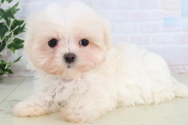 福岡県のマルチーズ (Coo&RIKU黒崎店/2025年11月23日生まれ/女の子/ホワイト)の子犬の3枚目の画像