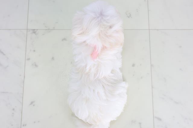 福岡県のマルチーズ (Coo&RIKU黒崎店/2025年11月23日生まれ/女の子/ホワイト)の子犬の4枚目の画像