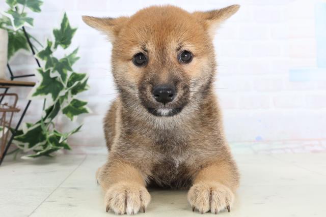 愛媛県の豆柴 (Coo&RIKU愛媛松山店/2025年11月23日生まれ/男の子/赤)の子犬の1枚目の画像