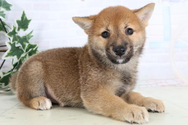 愛媛県の豆柴 (Coo&RIKU愛媛松山店/2025年11月23日生まれ/男の子/赤)の子犬の2枚目の画像