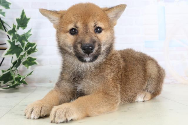 愛媛県の豆柴 (Coo&RIKU愛媛松山店/2025年11月23日生まれ/男の子/赤)の子犬の3枚目の画像