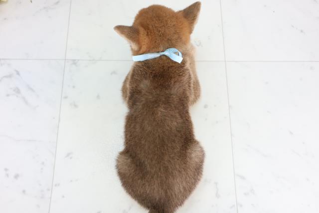 愛媛県の豆柴 (Coo&RIKU愛媛松山店/2025年11月23日生まれ/男の子/赤)の子犬の4枚目の画像