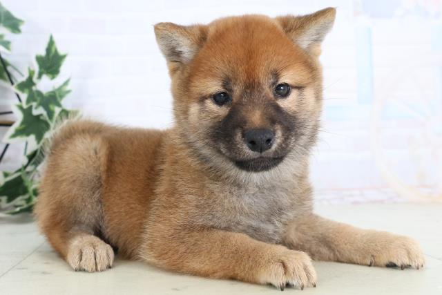 岡山県の豆柴 (Coo&RIKU岡山店/2025年11月23日生まれ/女の子/赤)の子犬の2枚目の画像