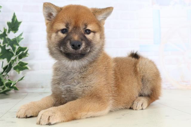 岡山県の豆柴 (Coo&RIKU岡山店/2025年11月23日生まれ/女の子/赤)の子犬の3枚目の画像