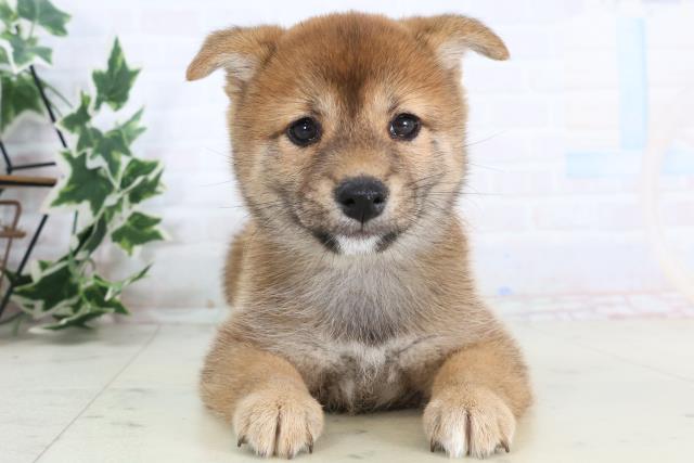 愛媛県の豆柴 (Coo&RIKU大洲店/2025年11月23日生まれ/女の子/赤)の子犬の1枚目の画像