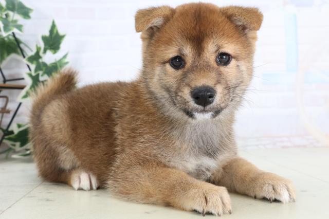 愛媛県の豆柴 (Coo&RIKU大洲店/2025年11月23日生まれ/女の子/赤)の子犬の2枚目の画像