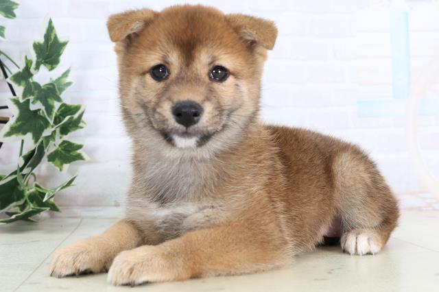 愛媛県の豆柴 (Coo&RIKU大洲店/2025年11月23日生まれ/女の子/赤)の子犬の3枚目の画像