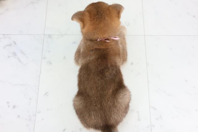 愛媛県の豆柴 (Coo&RIKU大洲店/2025年11月23日生まれ/女の子/赤)の子犬の4枚目の画像