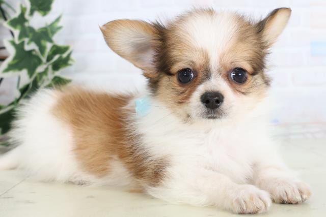 広島県のパピチー/チワパピ(パピヨン×チワワ) (Coo&RIKUゆめタウン大竹店/2025年11月23日生まれ/男の子/ホワイトブラウン)の子犬の2枚目の画像