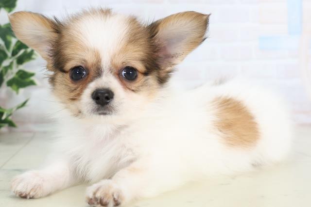 広島県のパピチー/チワパピ(パピヨン×チワワ) (Coo&RIKUゆめタウン大竹店/2025年11月23日生まれ/男の子/ホワイトブラウン)の子犬の3枚目の画像