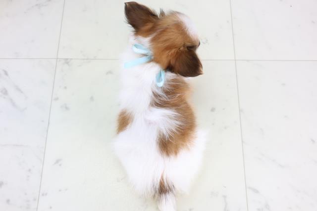 広島県のパピチー/チワパピ(パピヨン×チワワ) (Coo&RIKUゆめタウン大竹店/2025年11月23日生まれ/男の子/ホワイトブラウン)の子犬の4枚目の画像