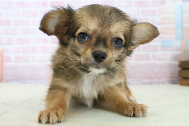 広島県のパピチー/チワパピ(パピヨン×チワワ) (Coo&RIKU東広島店/2025年11月23日生まれ/男の子/ホワイトブラウン)の子犬の1枚目の画像