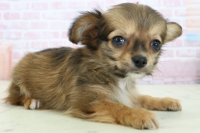 広島県のパピチー/チワパピ(パピヨン×チワワ) (Coo&RIKU東広島店/2025年11月23日生まれ/男の子/ホワイトブラウン)の子犬の2枚目の画像