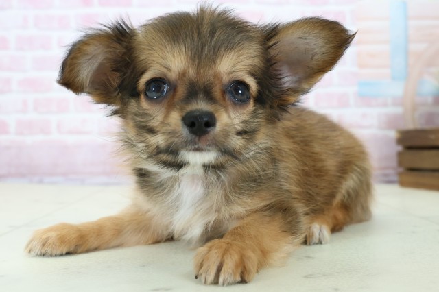 広島県のパピチー/チワパピ(パピヨン×チワワ) (Coo&RIKU東広島店/2025年11月23日生まれ/男の子/ホワイトブラウン)の子犬の3枚目の画像