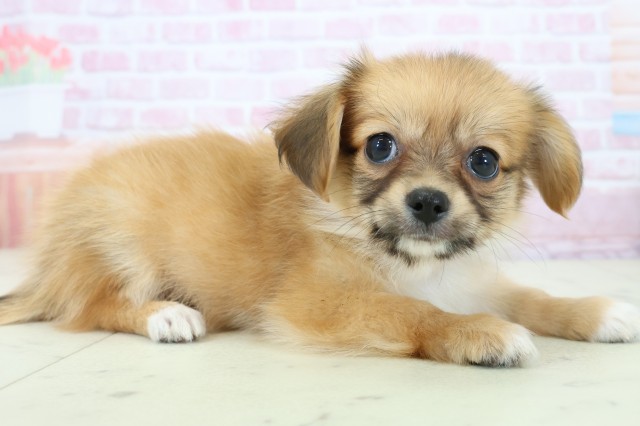 広島県のパピチー/チワパピ(パピヨン×チワワ) (Coo&RIKU広島北店/2025年11月23日生まれ/男の子/フォーン)の子犬の2枚目の画像