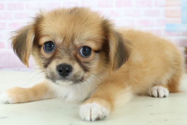 広島県のパピチー/チワパピ(パピヨン×チワワ) (Coo&RIKU広島北店/2025年11月23日生まれ/男の子/フォーン)の子犬の3枚目の画像