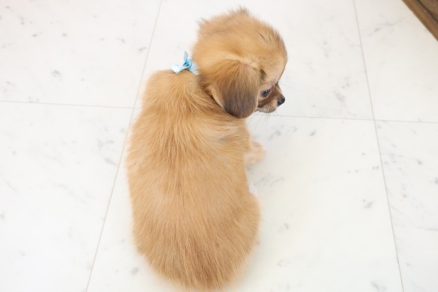 広島県のパピチー/チワパピ(パピヨン×チワワ) (Coo&RIKU広島北店/2025年11月23日生まれ/男の子/フォーン)の子犬の4枚目の画像