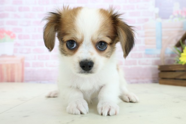 福岡県のパピチー/チワパピ(パピヨン×チワワ) (Coo&RIKUゆめタウン飯塚店/2025年11月23日生まれ/男の子/ホワイトブラウン)の子犬の1枚目の画像