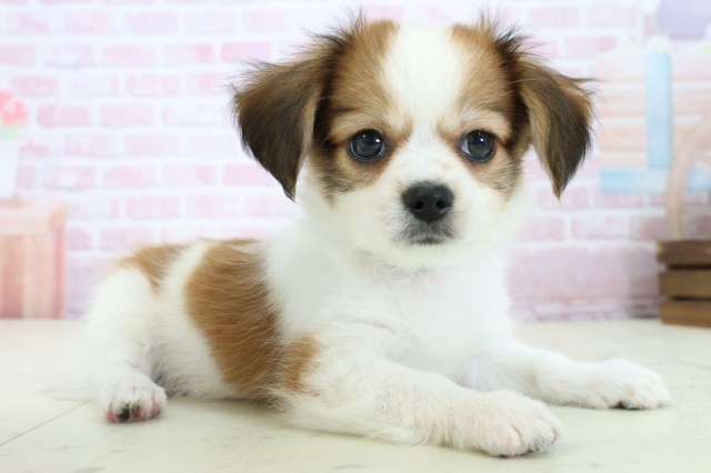 福岡県のパピチー/チワパピ(パピヨン×チワワ) (Coo&RIKUゆめタウン飯塚店/2025年11月23日生まれ/男の子/ホワイトブラウン)の子犬の2枚目の画像