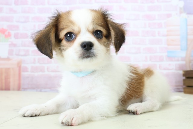 福岡県のパピチー/チワパピ(パピヨン×チワワ) (Coo&RIKUゆめタウン飯塚店/2025年11月23日生まれ/男の子/ホワイトブラウン)の子犬の3枚目の画像