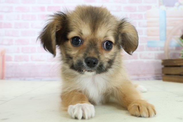 高知県のパピチー/チワパピ(パピヨン×チワワ) (Coo&RIKU高知御座店/2025年11月23日生まれ/女の子/フォーン)の子犬の1枚目の画像