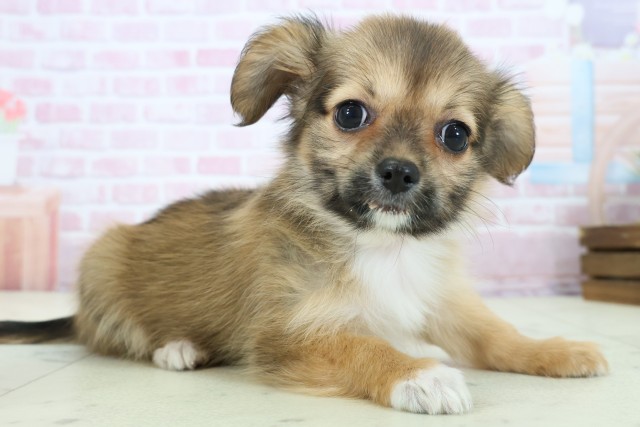 高知県のパピチー/チワパピ(パピヨン×チワワ) (Coo&RIKU高知御座店/2025年11月23日生まれ/女の子/フォーン)の子犬の2枚目の画像