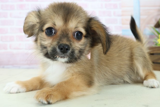 高知県のパピチー/チワパピ(パピヨン×チワワ) (Coo&RIKU高知御座店/2025年11月23日生まれ/女の子/フォーン)の子犬の3枚目の画像