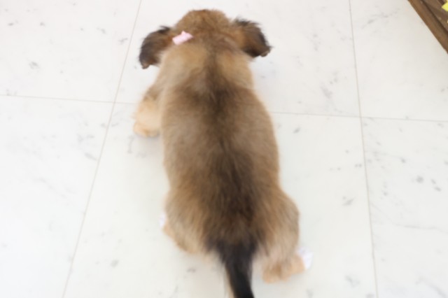 高知県のパピチー/チワパピ(パピヨン×チワワ) (Coo&RIKU高知御座店/2025年11月23日生まれ/女の子/フォーン)の子犬の4枚目の画像