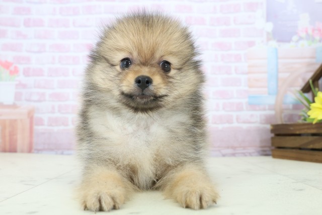 熊本県のポメラニアン (Coo&RIKUカリーノ玉名店/2025年11月23日生まれ/男の子/ウルフセーブル)の子犬の1枚目の画像