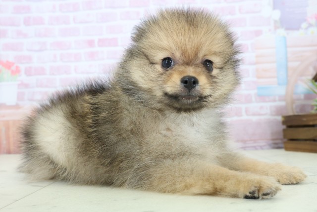 熊本県のポメラニアン (Coo&RIKUカリーノ玉名店/2025年11月23日生まれ/男の子/ウルフセーブル)の子犬の2枚目の画像