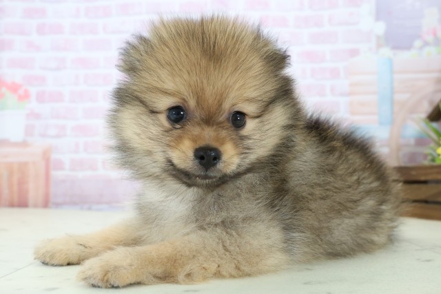 熊本県のポメラニアン (Coo&RIKUカリーノ玉名店/2025年11月23日生まれ/男の子/ウルフセーブル)の子犬の3枚目の画像