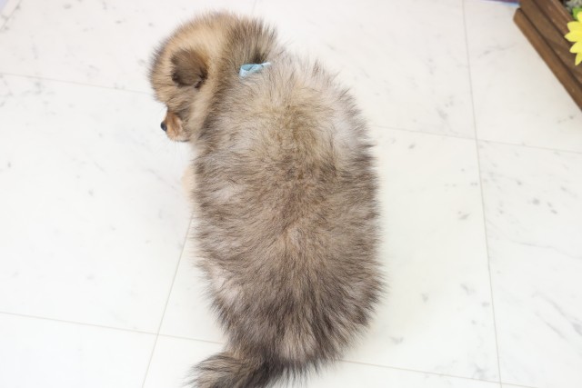 熊本県のポメラニアン (Coo&RIKUカリーノ玉名店/2025年11月23日生まれ/男の子/ウルフセーブル)の子犬の4枚目の画像