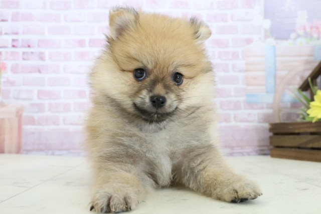 長崎県のポメラニアン (Coo&RIKU長崎浜町店/2025年11月23日生まれ/男の子/ウルフセーブル)の子犬の1枚目の画像