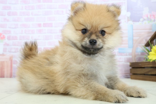 長崎県のポメラニアン (Coo&RIKU長崎浜町店/2025年11月23日生まれ/男の子/ウルフセーブル)の子犬の2枚目の画像
