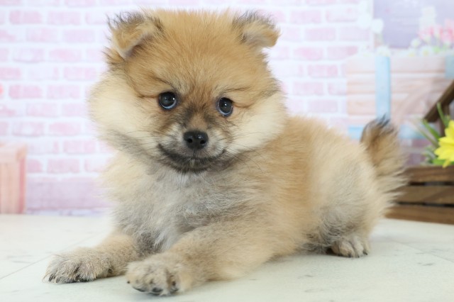 長崎県のポメラニアン (Coo&RIKU長崎浜町店/2025年11月23日生まれ/男の子/ウルフセーブル)の子犬の3枚目の画像