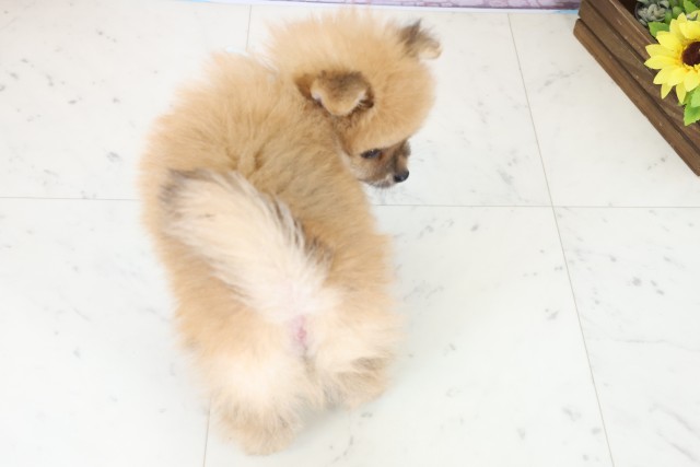 長崎県のポメラニアン (Coo&RIKU長崎浜町店/2025年11月23日生まれ/男の子/ウルフセーブル)の子犬の4枚目の画像