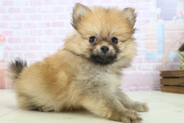 熊本県のポメラニアン (Coo&RIKU宇土シティモール店/2025年11月23日生まれ/女の子/ウルフセーブル)の子犬の2枚目の画像