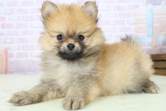 熊本県のポメラニアン (Coo&RIKU宇土シティモール店/2025年11月23日生まれ/女の子/ウルフセーブル)の子犬の3枚目の画像