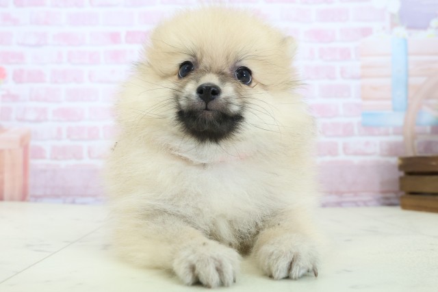 福岡県のポメラニアン (Coo&RIKU福岡東店/2025年11月23日生まれ/女の子/ウルフセーブル)の子犬の1枚目の画像