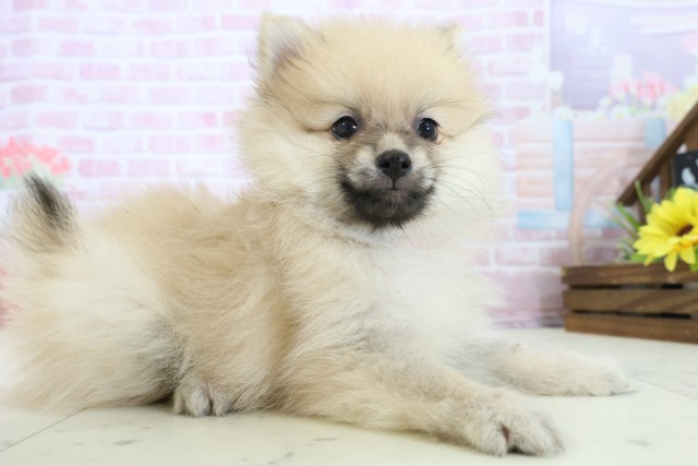 福岡県のポメラニアン (Coo&RIKU福岡東店/2025年11月23日生まれ/女の子/ウルフセーブル)の子犬の2枚目の画像