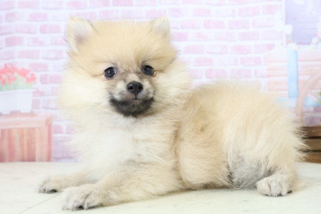 福岡県のポメラニアン (Coo&RIKU福岡東店/2025年11月23日生まれ/女の子/ウルフセーブル)の子犬の3枚目の画像