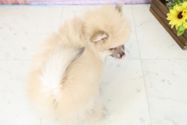 福岡県のポメラニアン (Coo&RIKU福岡東店/2025年11月23日生まれ/女の子/ウルフセーブル)の子犬の4枚目の画像