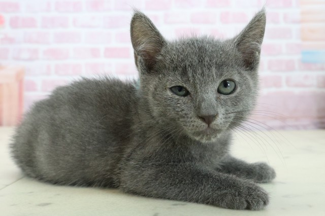 愛媛県のロシアンブルー (Coo&RIKUイオンタウン川之江店/2025年11月18日生まれ/男の子/ブルー)の子猫の2枚目の画像
