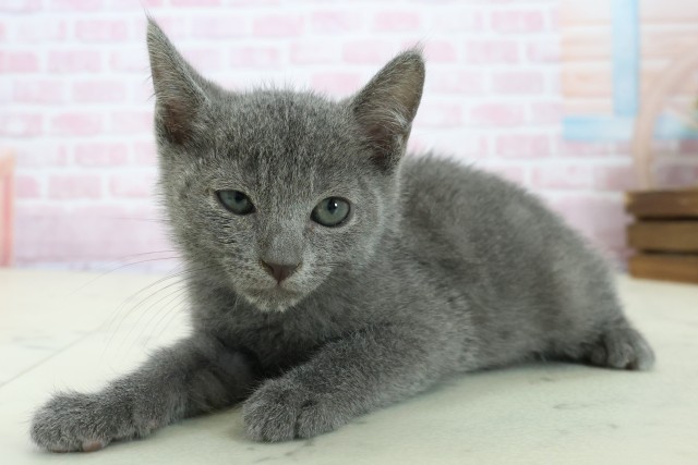 愛媛県のロシアンブルー (Coo&RIKUイオンタウン川之江店/2025年11月18日生まれ/男の子/ブルー)の子猫の3枚目の画像