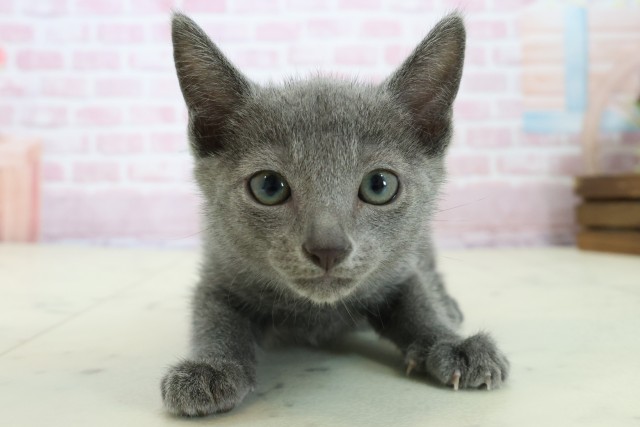 鹿児島県のロシアンブルー (Coo&RIKU鹿児島店/2025年11月18日生まれ/男の子/ブルー)の子猫の1枚目の画像