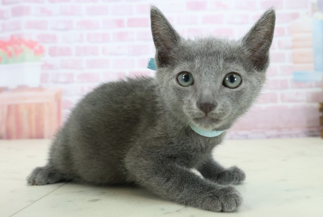 鹿児島県のロシアンブルー (Coo&RIKU鹿児島店/2025年11月18日生まれ/男の子/ブルー)の子猫の2枚目の画像