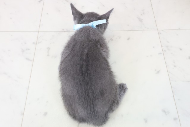 鹿児島県のロシアンブルー (Coo&RIKU鹿児島店/2025年11月18日生まれ/男の子/ブルー)の子猫の4枚目の画像