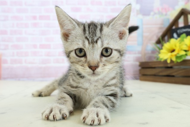 広島県のアメリカンショートヘアー (Coo&RIKU福山店/2025年11月10日生まれ/男の子/シルバータビー)の子猫