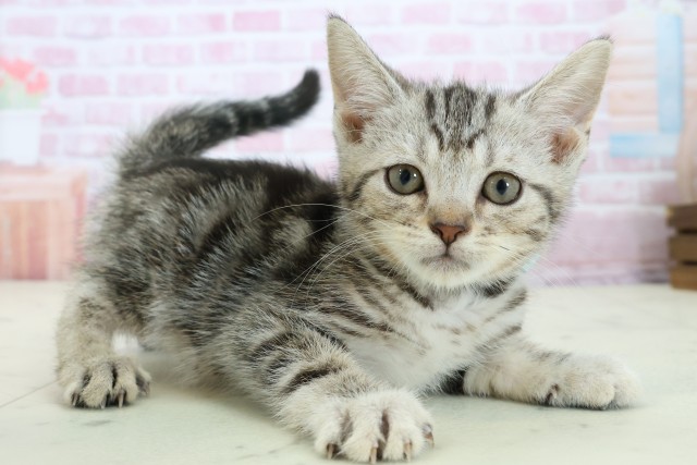 広島県のアメリカンショートヘアー (Coo&RIKU福山店/2025年11月10日生まれ/男の子/シルバータビー)の子猫の2枚目の画像